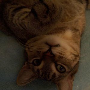 Meet your Posher, Lisa